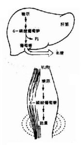 肌糖元