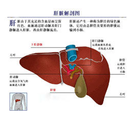 病毒性肝炎