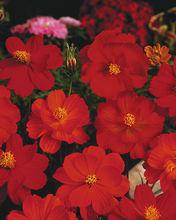 紅冠波斯菊Crest Red Cosmos