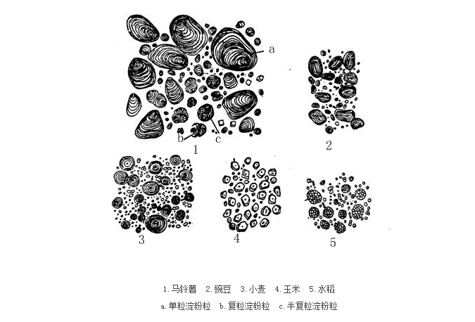 澱粉粒