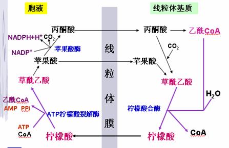 軟脂酸合成其他物質