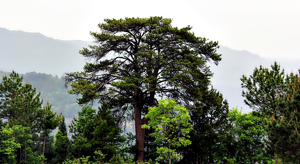 鹿鳴村(四川巴中通江縣瓦室鎮鹿鳴村)