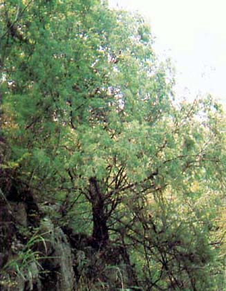 大巴山國家級自然保護區植物