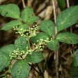 烏蘞莓(植物)