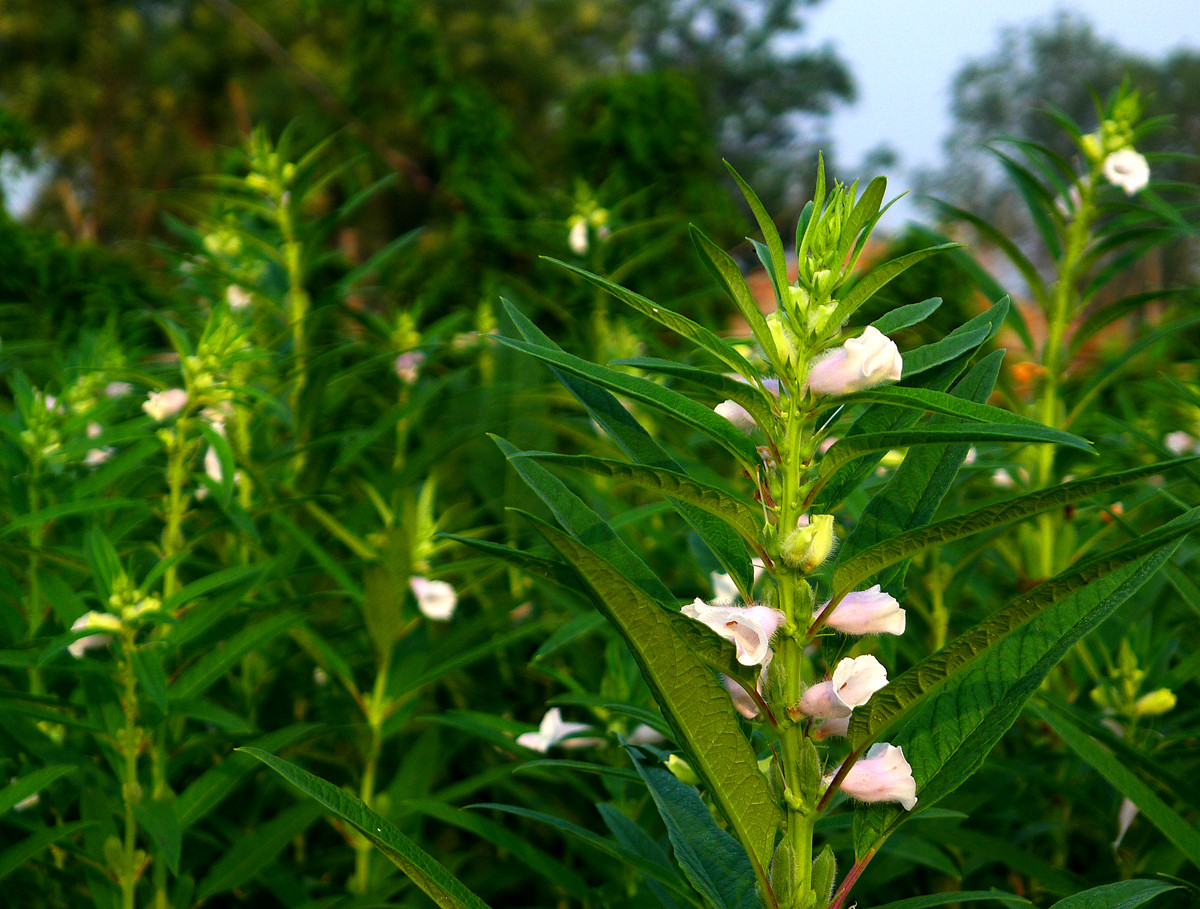 芝麻(胡麻籽種)