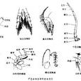 甲殼亞門(甲殼綱)