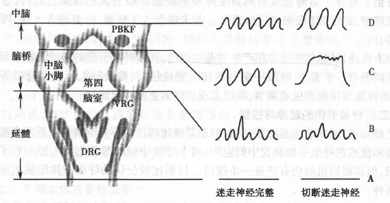 在腦幹不同平面橫切時引起的呼吸變化