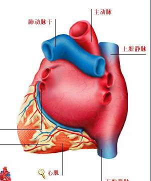 心臟後面觀