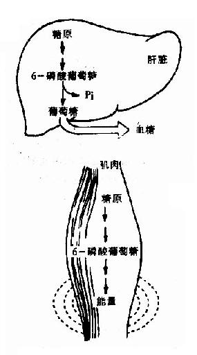 肌糖原和肝糖原的功能