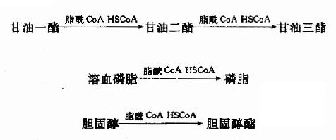 脂類代謝