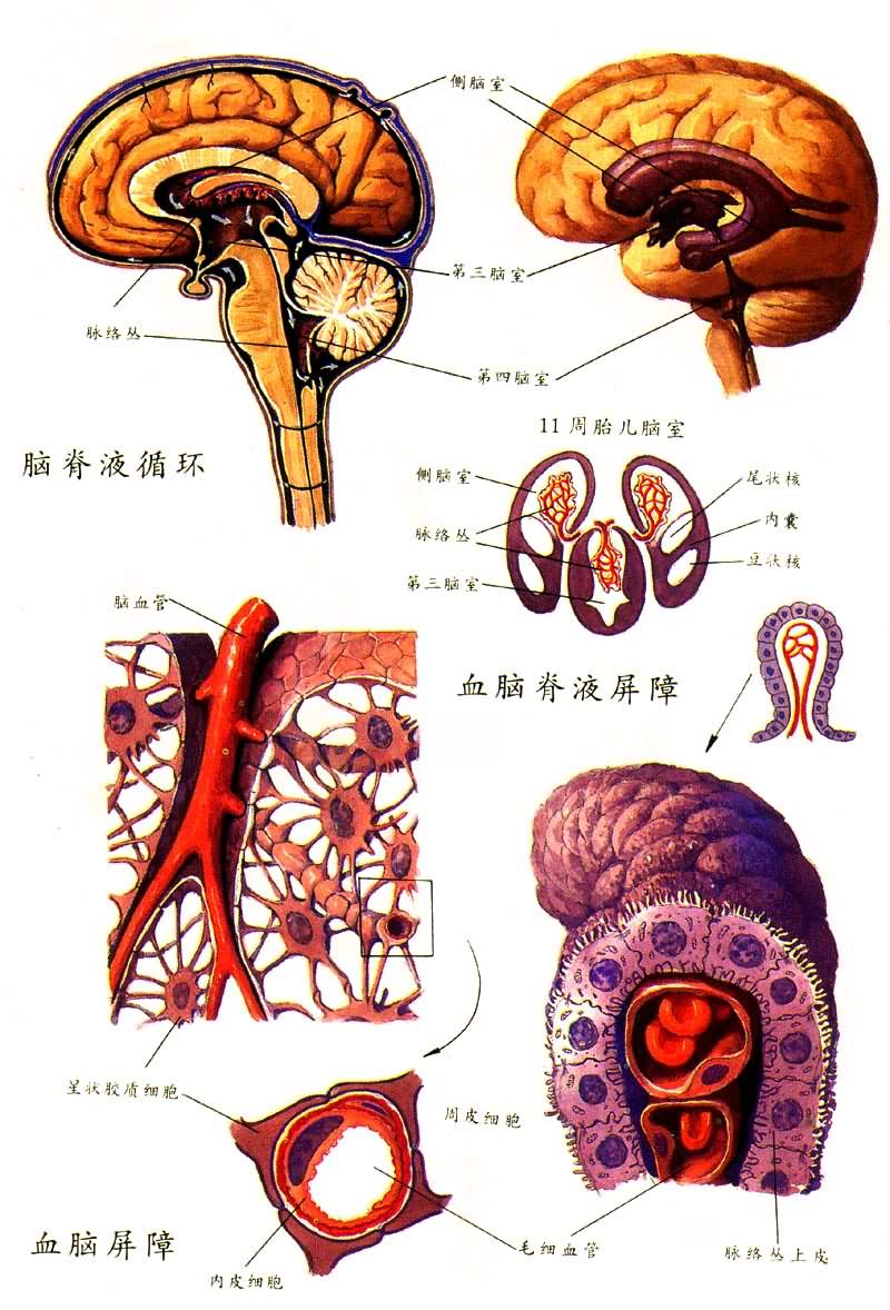 血腦屏障