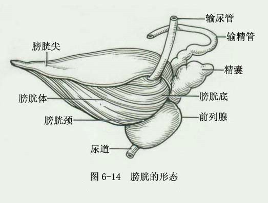 泌尿系統