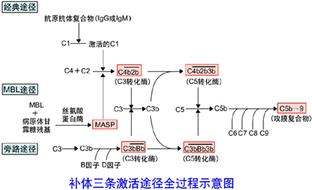 補體三條激活途徑