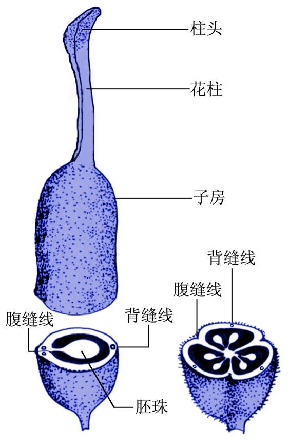 構造