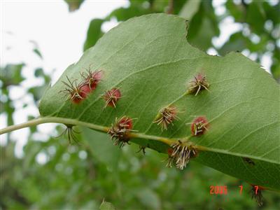 檜柏梨膠鏽菌