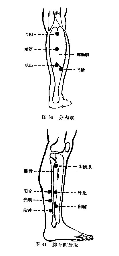 足陽明胃經