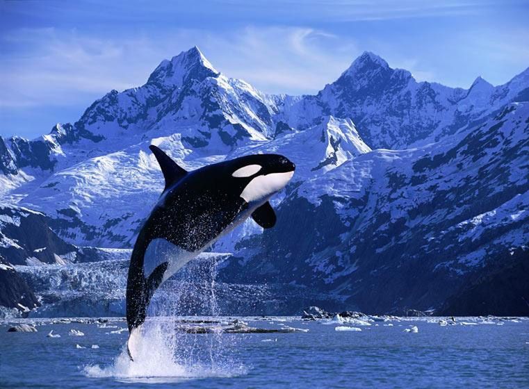 orca