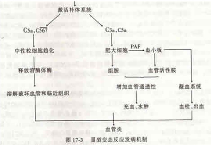 (Ⅲ型變態反應發生機理