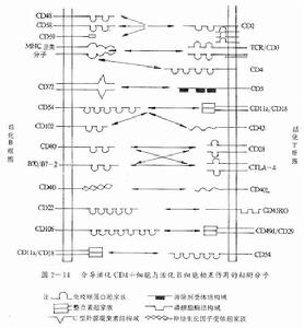 粘附分子參與細胞發育