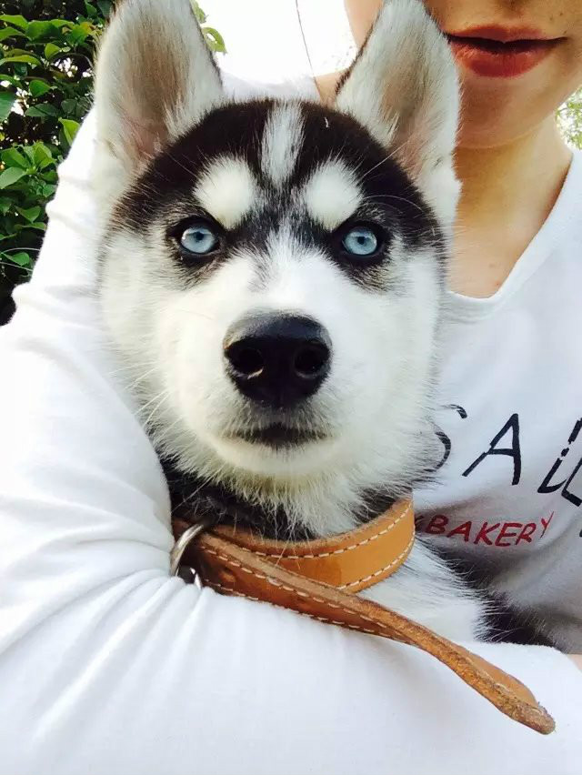 husky