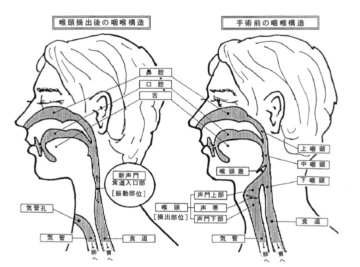 喉頭