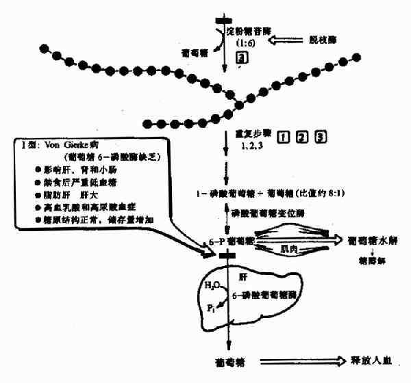 糖原的分解(圖2)