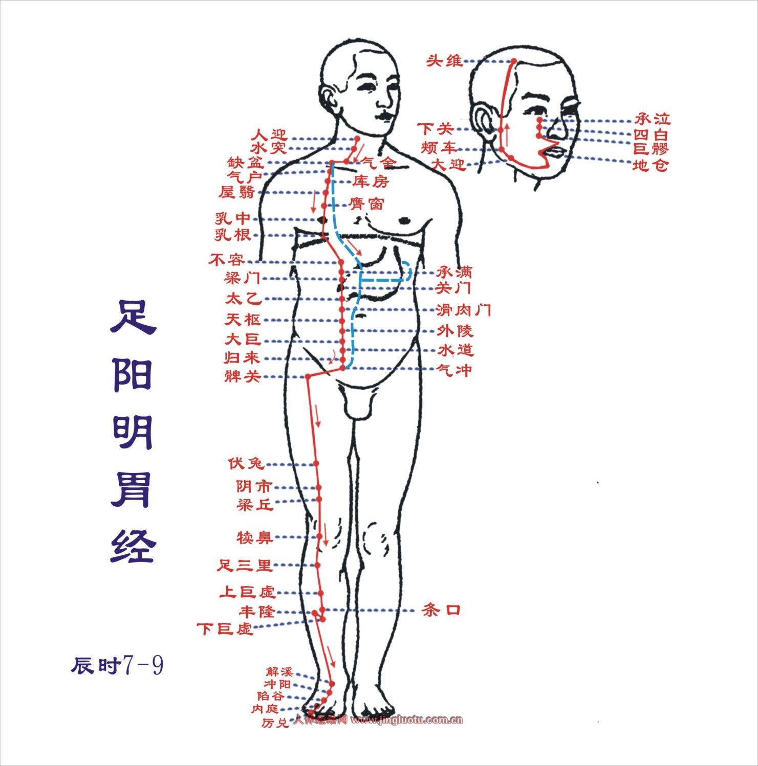 足陽明胃經