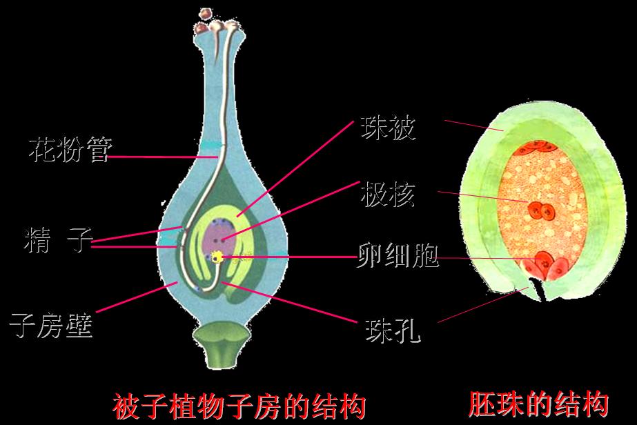 胚珠