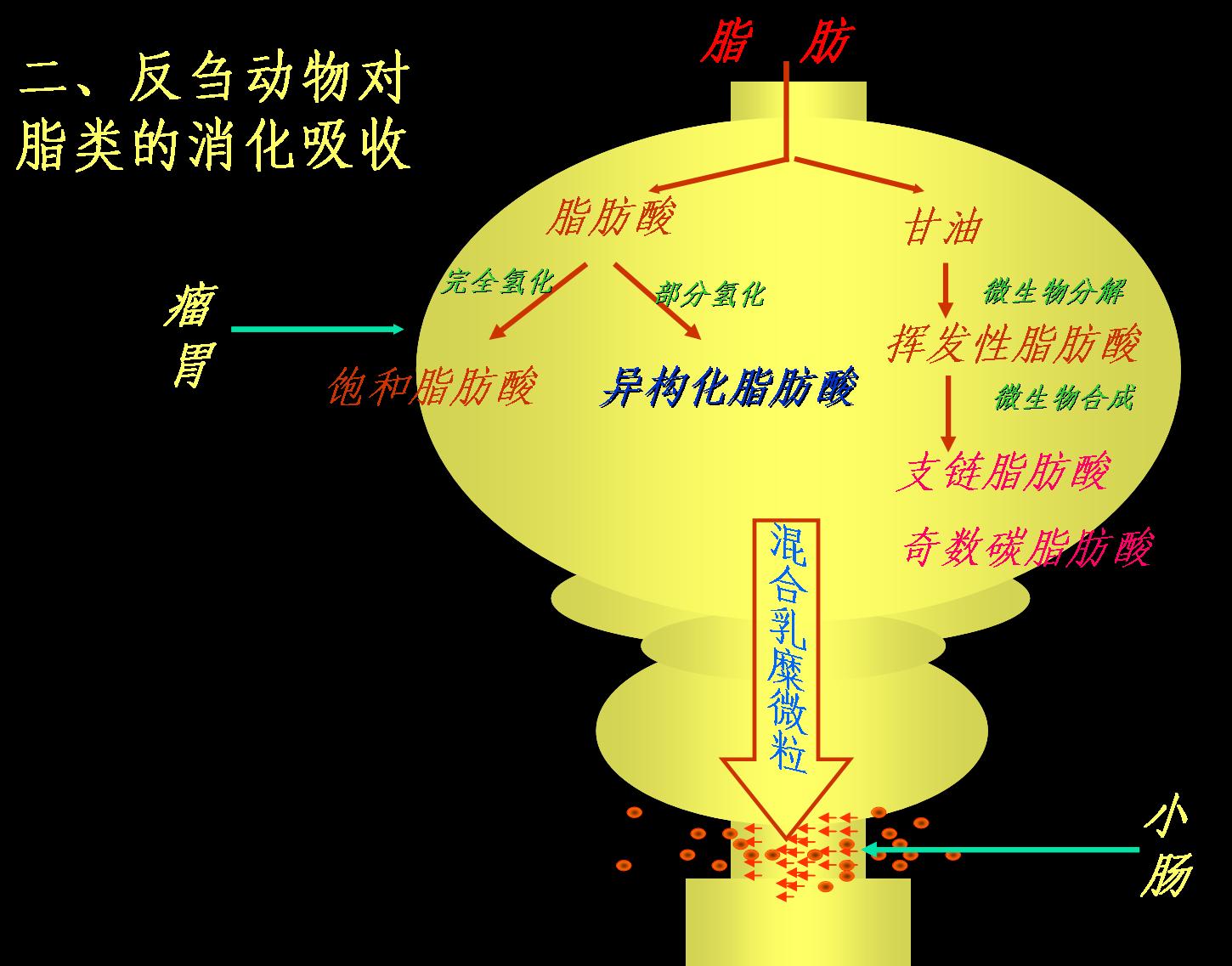 脂類消化