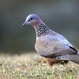 斑鳩(鴿形目斑鳩屬鳥類的統稱)