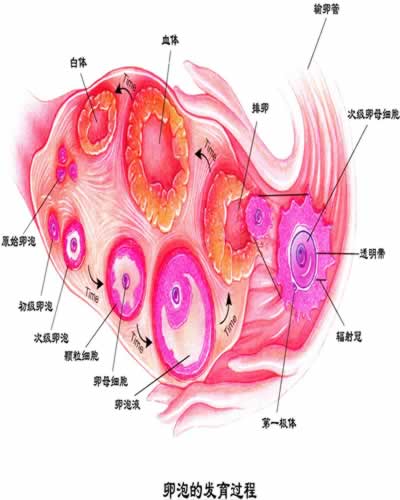 直接發育