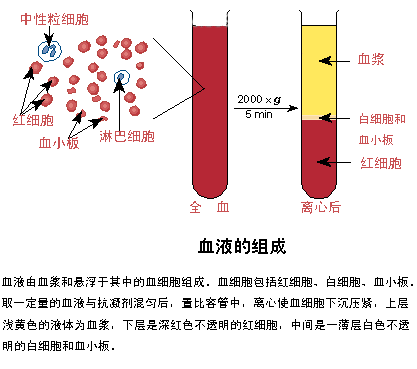 血液的組成