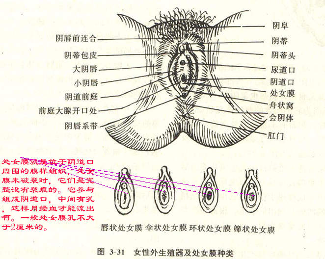 陰道