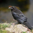 渡鴉(鴉科鳥類)