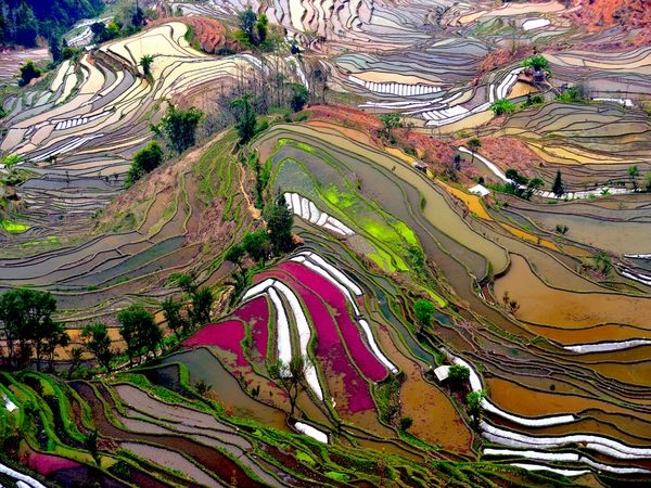 愛春梯田景區