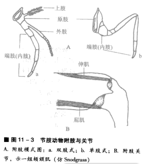 附肢