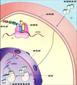 類固醇