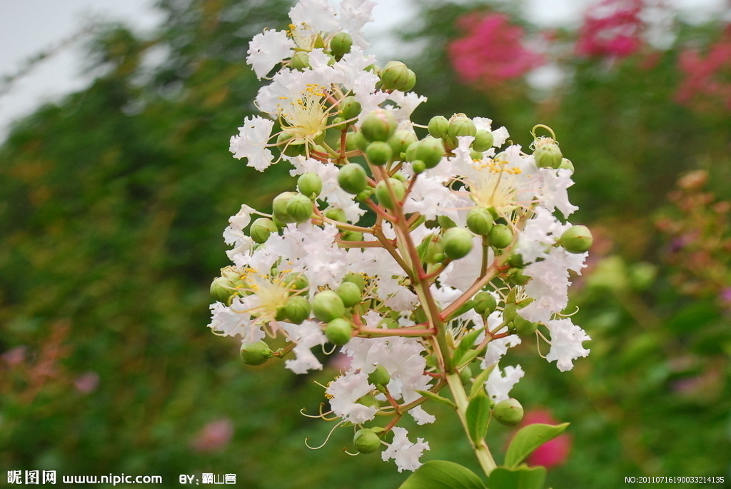 紫薇花(紫薇世界)