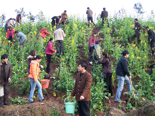 全民義務植樹節