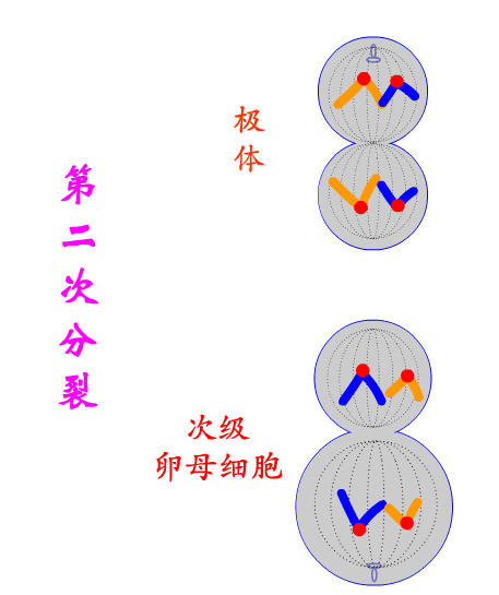 減數第二次分裂後期