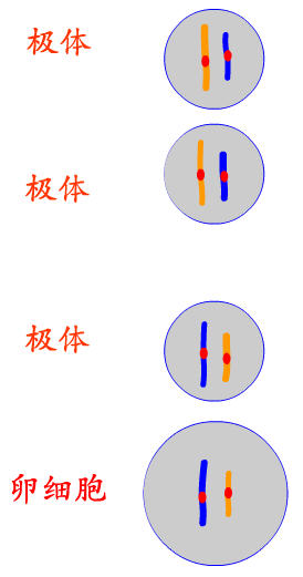 減數第二次分裂末期