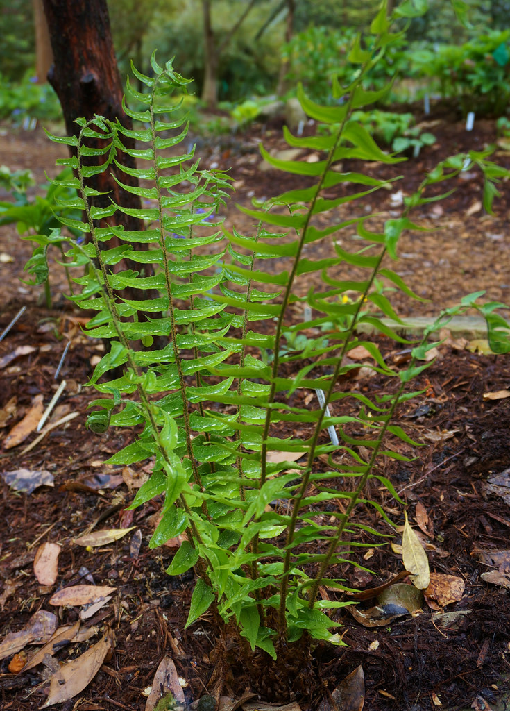 貫眾(蕨類植物)