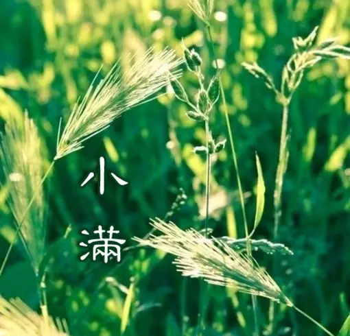 小滿(左河水的詩作)