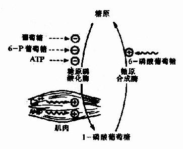 糖原合成和分解的調節