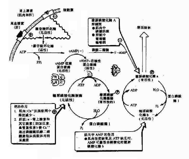 糖原合成的抑制(圖2)