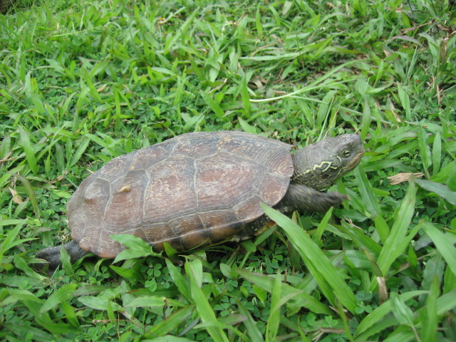 烏龜(動物名稱)