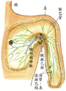 腋窩解剖圖