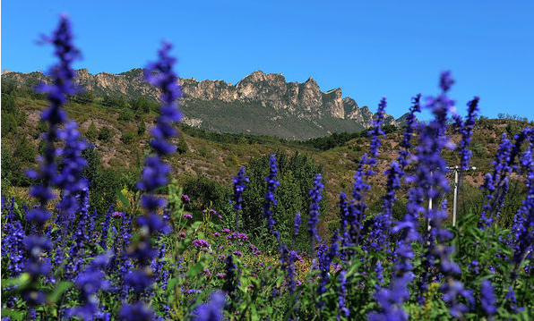 北京紫海香堤香草藝術莊園景色圖