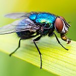 A close-up of a fruit fly on a leaf