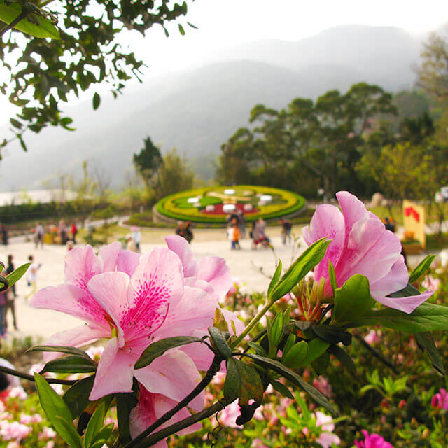 陽明公園花鐘